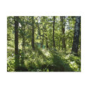 Forest Postcard