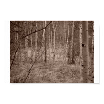 Forest posters