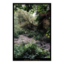 Forest posters by GatorDawg Forest posters