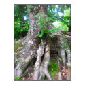 Forest Poster posters