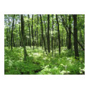 Forest posters