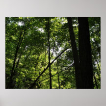 Forest Poster