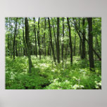 Forest posters