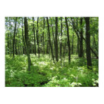 Forest Posters