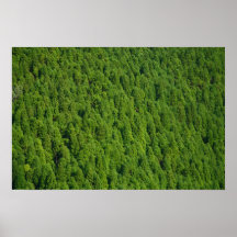 Forest Poster
