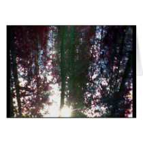 Forest Reflection 1 cards by janMarco Forest Reflection 1 cards