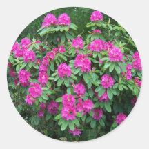 Forest Rhododendron Round Sticker
