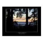 Forest scenery Postcards