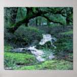 Forest Stream posters