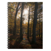 Forest sun notebook