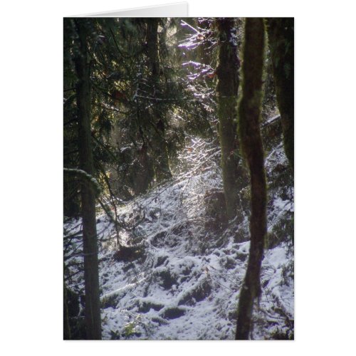 Forest Sun Rays in the Snow #24 card