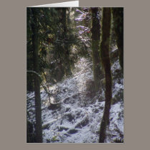 Forest Sun Rays in the Snow #24 cards