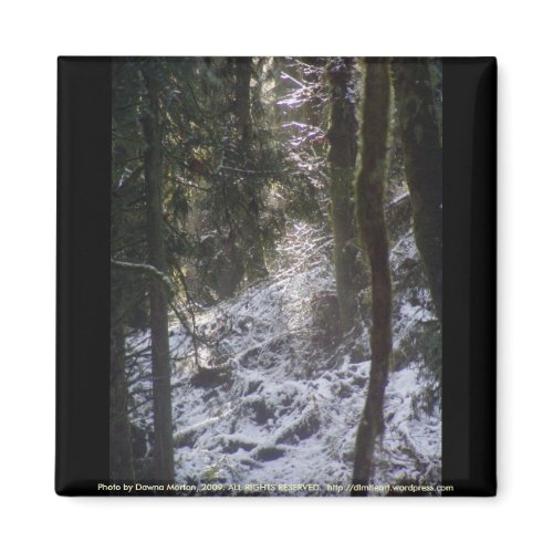 Forest Sun Rays in the Snow #24 magnet