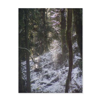Forest Sun Rays in the Snow #24 Postcards by dlmtleArt