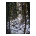 Forest Sun Rays in the Snow #24 print
