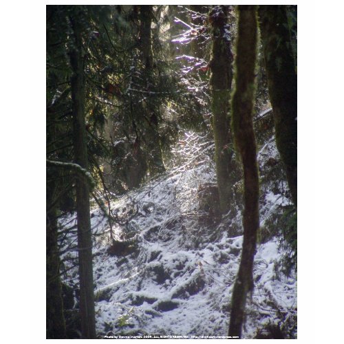Forest Sun Rays in the Snow #24 shirt