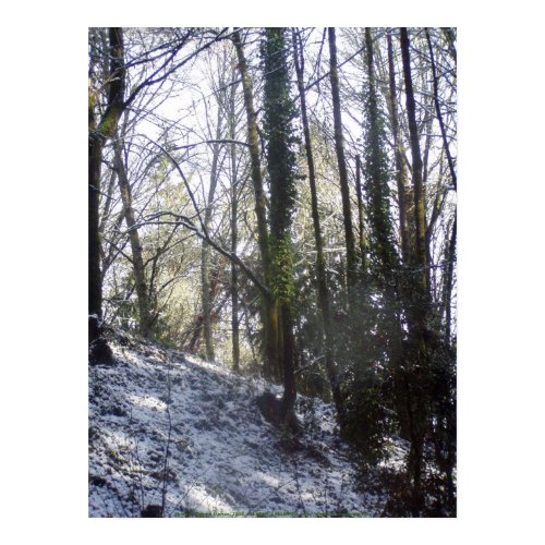 Forest Sun Rays in the Snow #31 print