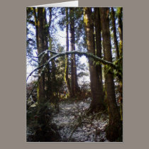 Forest Sun Rays in the Snow #32 cards