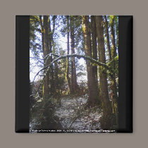 Forest Sun Rays in the Snow #32 magnets