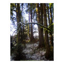Forest Sun Rays in the Snow #32 posters by dlmtleArt Forest Sun Rays in the Snow #32 posters
