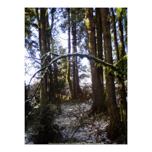 Forest Sun Rays in the Snow #32 print
