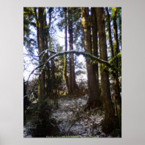 Forest Sun Rays in the Snow #32 Print