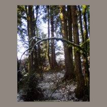 Forest Sun Rays in the Snow #32 posters