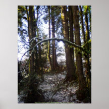 Forest Sun Rays in the Snow #32 Print