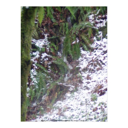Forest Sun Rays in the Snow #33 print