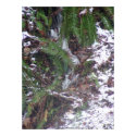 Forest Sun Rays in the Snow #34 print