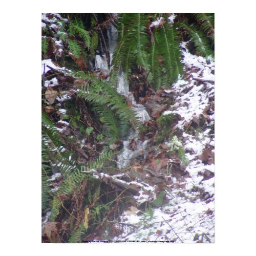 Forest Sun Rays in the Snow #34 print