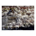 Forest Sun Rays in the Snow. #35 print