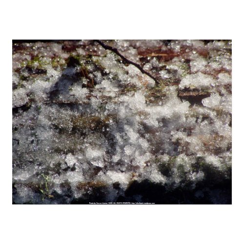 Forest Sun Rays in the Snow. #35 print