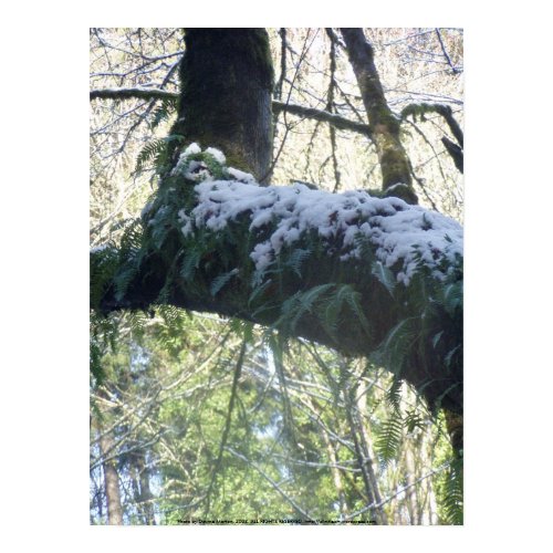 Forest Sun Rays in the Snow #39 print