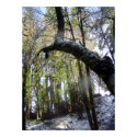 Forest Sun Rays in the Snow #42 print