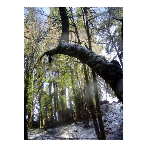 Forest Sun Rays in the Snow #42 print