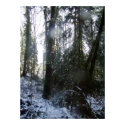 Forest Sun Rays in the snow #43 print