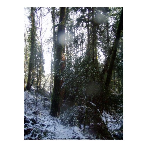 Forest Sun Rays in the snow #43 print