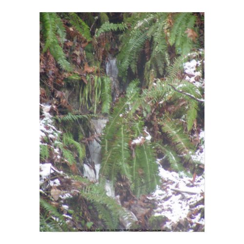 Forest Sun Rays in the Snow #44 print