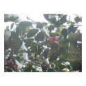 Forest Sun Rays in the Snow #45 print