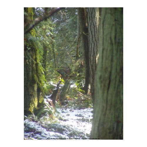 Forest Sun Rays in the Snow #46 print