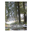 Forest Sun Rays in the Snow #47 print