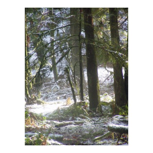 Forest Sun Rays in the Snow #47 print