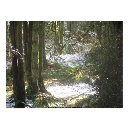 Forest Sun Rays in the Snow #48 print