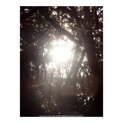 Forest Sun Rays in the Snow #49 print