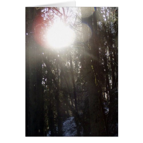 Forest Sun Rays in the Snow #50 card