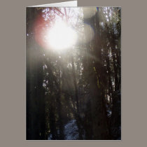 Forest Sun Rays in the Snow #50 cards