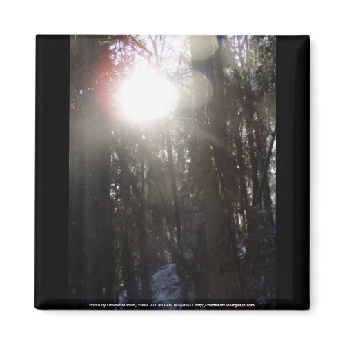 Forest Sun Rays in the Snow #50 magnet