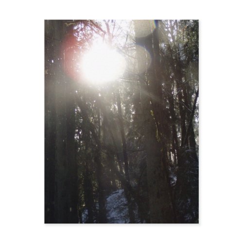 Forest Sun Rays in the Snow #50 postcard