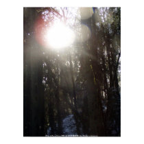 Forest Sun Rays in the Snow #50 posters by dlmtleArt Forest Sun Rays in the Snow #50 posters